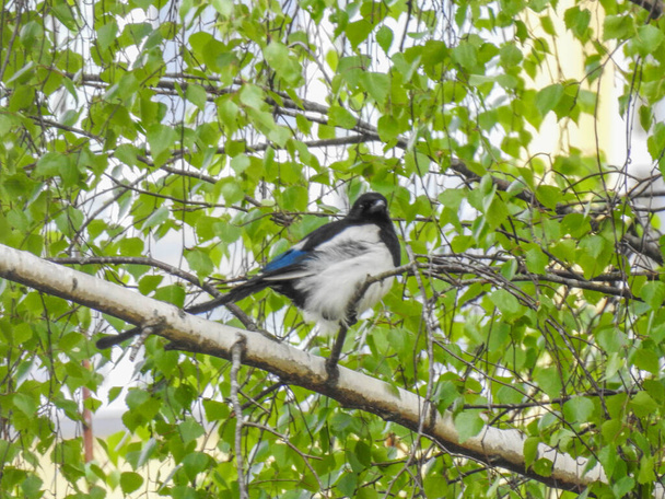 Magpie Pica Pica on her hunt for food to the nestlings, here with a wide spread tail. - Photo, Image