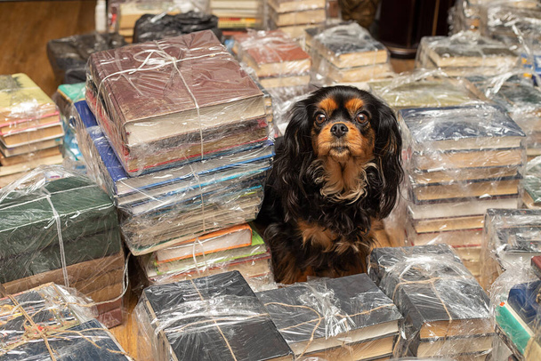 Black and tan Cavalier King Charles Spaniel prepares to move with his family among stack of books. Moving day concept. Lifestyle photo - Photo, Image