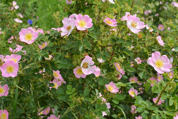Na primavera, flores arbusto rosa selvagem - Foto, Imagem