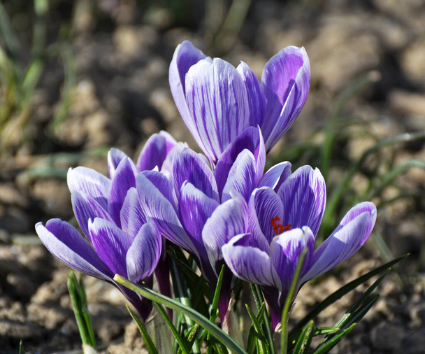 In natura, crochi da giardino fioriscono nella aiuola in primavera  - Foto, immagini