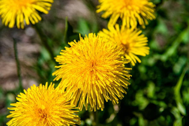Yellow dandelions. Bright flowers dandelions on background of green spring meadows. - Photo, Image