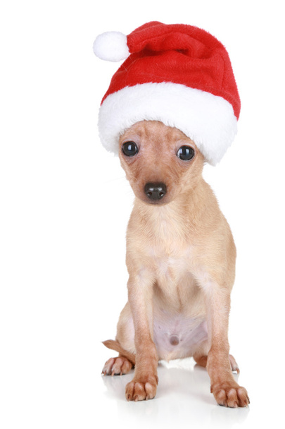 Funny Toy Terrier in Christmas cap - Zdjęcie, obraz