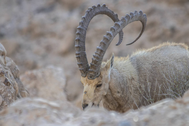 The Nubian ibex (Capra nubiana) is a desert-dwelling goat species found in mountainous areas of northern and northeast Africa, and the Middle East. - Photo, Image