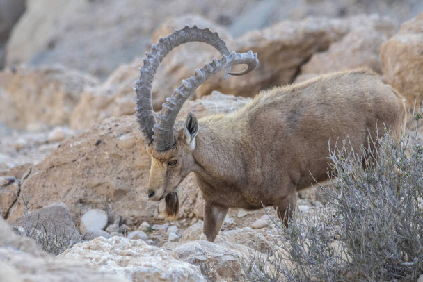 The Nubian ibex (Capra nubiana) is a desert-dwelling goat species found in mountainous areas of northern and northeast Africa, and the Middle East. - Photo, Image