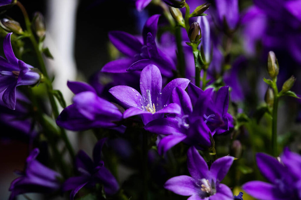 "Ithueril's Spearスイスのサンガレンにある「花(またはCommon Triteleia, Grasnut, Triplet Lily) 」。ラテン語名はTriteleia Laxa (Sin Brodiaea Laxa)で、カリフォルニア原産。. - 写真・画像