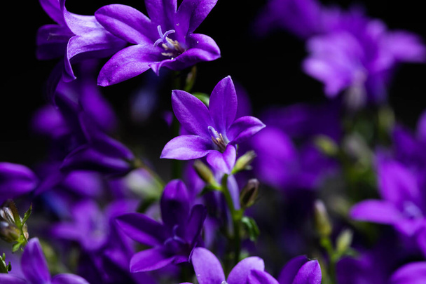 "Ithueril's Spearスイスのサンガレンにある「花(またはCommon Triteleia, Grasnut, Triplet Lily) 」。ラテン語名はTriteleia Laxa (Sin Brodiaea Laxa)で、カリフォルニア原産。. - 写真・画像
