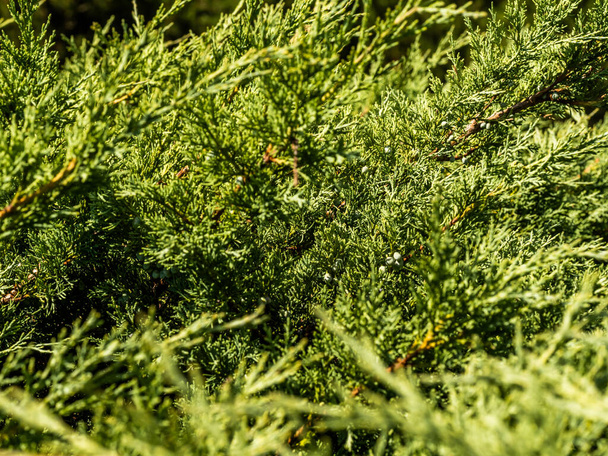 Immagine ravvicinata del bellissimo fogliame verde sul ramo del thuja piegato Kan-Kan. Thuja plicata CanCan in giardino. Focus selettivo. - Foto, immagini
