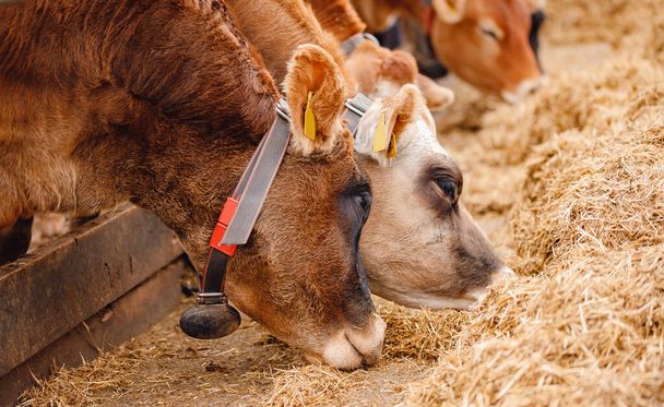 Молочная фермерская животноводческая промышленность. Коровы в красной майке стоят в кабинке и едят сено. - Фото, изображение