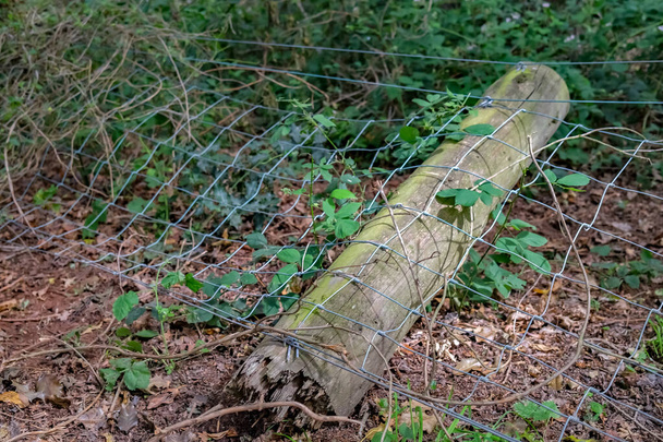 Rotte houten hek paal gebroken en op de vloer in een Engels bos - Foto, afbeelding
