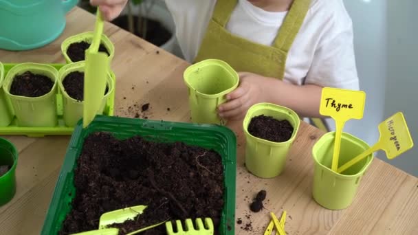 ein kleines blondes Mädchen ist damit beschäftigt, Samen für Setzlinge zu pflanzen und Erde in Töpfe für den Anbau von Pflanzen zu gießen. das Konzept der Gartenarbeit - Filmmaterial, Video
