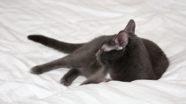 Gato gris con ojos amarillos miente y mueve su cola sobre una manta blanca - Imágenes, Vídeo
