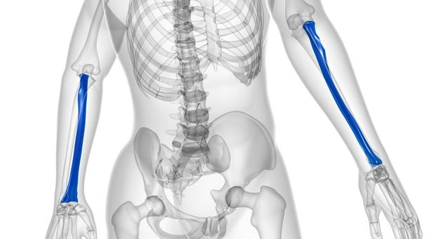 Renderização 3D do osso do raio da anatomia do esqueleto humano para o conceito médico - Foto, Imagem