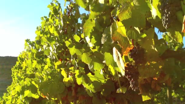 winnice w dolinie douro - Materiał filmowy, wideo