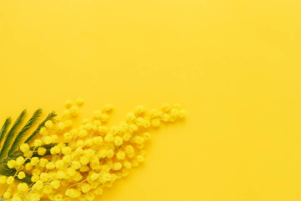 Mimosa λουλούδια μπουκέτο σε κίτρινο φόντο. Πάσχα, Γυναικεία ιδέα. Επίπεδο lay, πάνω όψη. - Φωτογραφία, εικόνα