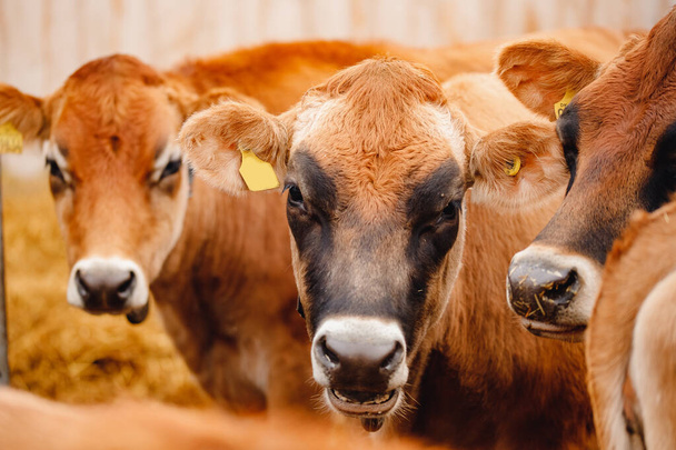 酪農畜産業。赤いジャージー牛は干し草を食べる屋台に立つ - 写真・画像
