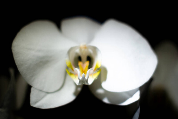 Karanlık odada beyaz bir orkidenin yakın çekimi. - Fotoğraf, Görsel
