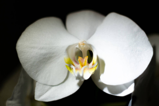 Close-up de uma orquídea branca no quarto escuro - Foto, Imagem