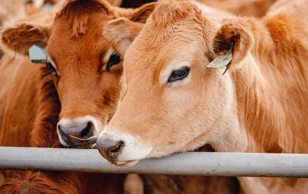Fazenda automatizada moderna para reprodução de vacas vermelhas Jersey. Carne, leite, queijo indústria pecuária - Foto, Imagem