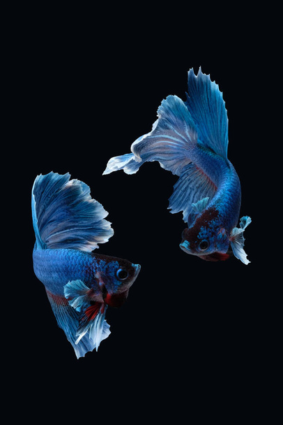 Dwa tańce betta siamese walki ryb (Halfmoon Rosetail w białym kolorze niebieskim) izolowane na czarnym tle - Zdjęcie, obraz