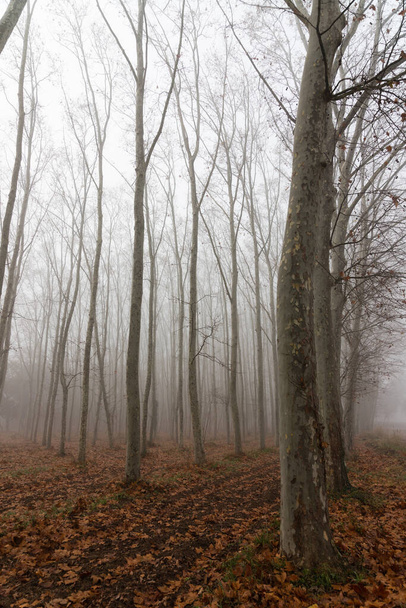 Köd az erdőben. Őszi szezonban, egy szeszélyes erdőben, és egy csomó fa lehullott levelekkel, függőleges - Fotó, kép