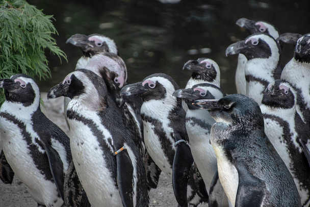 A Magellán pingvinek (Sphenisciformes rend, Spheniscidae család) a vízi madarak egy csoportja, akik szinte kizárólag a déli féltekén élnek, különösen az Antarktiszon. - Fotó, kép