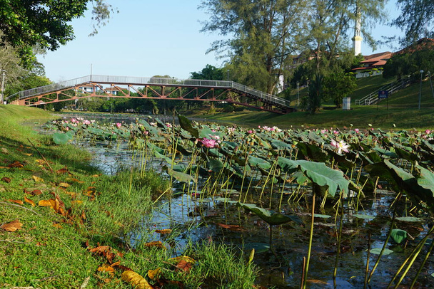 マレーシアのメラカ州Alor GajahにあるUniversity Teknologi MARA Melakaキャンパスの湖に架かる橋 - 写真・画像