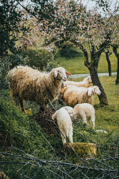 Owca wraz z jej jagniąt w przyrodzie - Zdjęcie, obraz