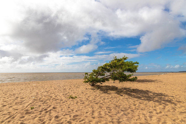 Pequeño árbol en una playa en el lago Lagoa do Patos, Cintas, Rio Grande do Sul, Brasil - Foto, imagen