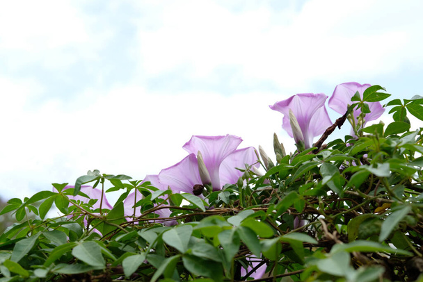 convolvulus althaeoides trumpet flower at park. Image photo - Photo, Image