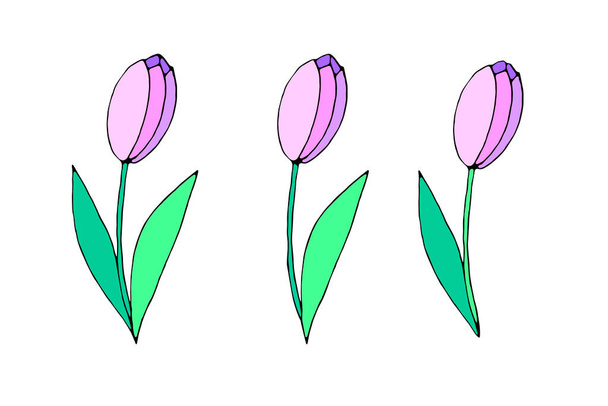 Soustředěná tulipánová květina, s listy nebo bez nich. Ručně kreslený designový prvek. Jednoduchý černý obrys ilustrace ve stylu čmáranice. Symbol jara, lásky, květu. - Vektor, obrázek