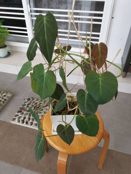 image of the leafy philodendron micans plant - Photo, Image