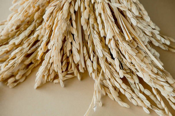 suchy ryż roślinny na beżowym tle. suszone rośliny do dekoracji wnętrz. ukierunkowanie selektywne - Zdjęcie, obraz