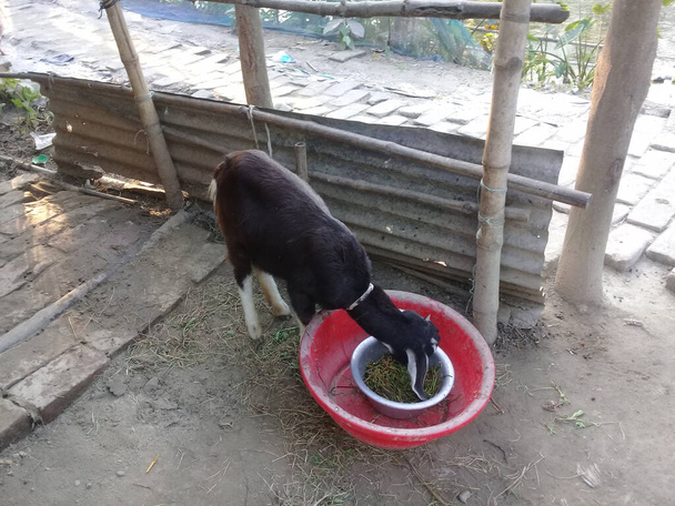Черно-белая разноцветная коза на твердой ноге - Фото, изображение