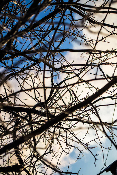 branches nues d'arbres d'hiver contre un ciel bleu. - Photo, image