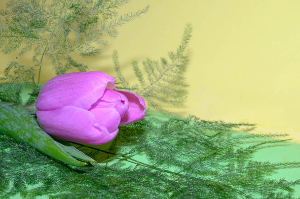schöne Tulpenblume auf buntem Hintergrund, Frühlingskonzept, Nahsicht   - Foto, Bild