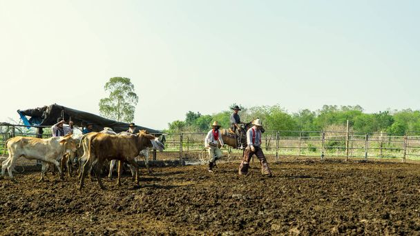 Agricultor está trabalhando na fazenda com vacas leiteiras em cerca. - Foto, Imagem