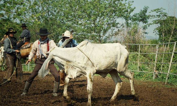 Agricultor está trabajando en la granja con vacas lecheras en la cerca. - Foto, imagen