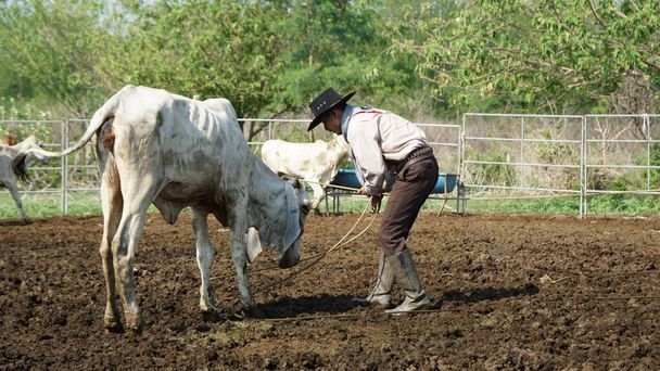 Agricultor está trabajando en la granja con vacas lecheras en la cerca. - Foto, Imagen