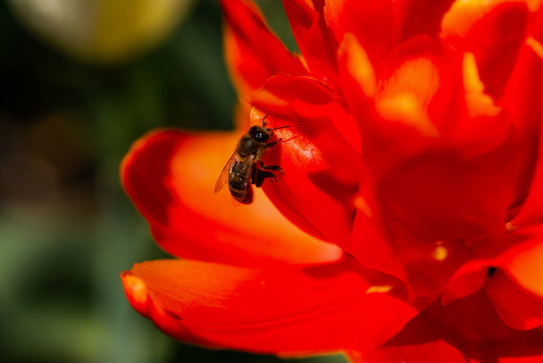 Méhecske egy vörös tulipánon közelkép. Tavaszi virágok makrofotózása. Egy fényes tulipán virágzott a kertben. Egy meleg tavaszi napsütéses nap. A rovarok beporozzák a virágokat és nektárt gyűjtenek. Szelektív összpontosítás, homályos - Fotó, kép