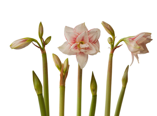 bourgeon et fleurs Amaryllis (Hippeastrum) "Elvas" sur fond blanc isolé. - Photo, image