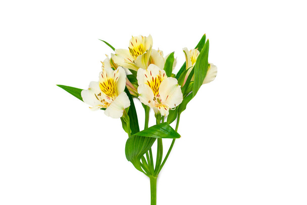μπουκέτο λουλούδια alstroemeria απομονωμένα σε λευκό φόντο Κορυφαία προβολή Flat lay Floral holiday card 8 Μαρτίου, Happy Valentines day, Mothers day, Spring concept Mock up - Φωτογραφία, εικόνα