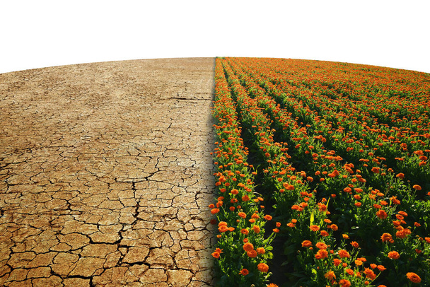 Arid country with cracked soil and field with Marigold flowers on white background. Concept of change climate or global warming. - Photo, Image