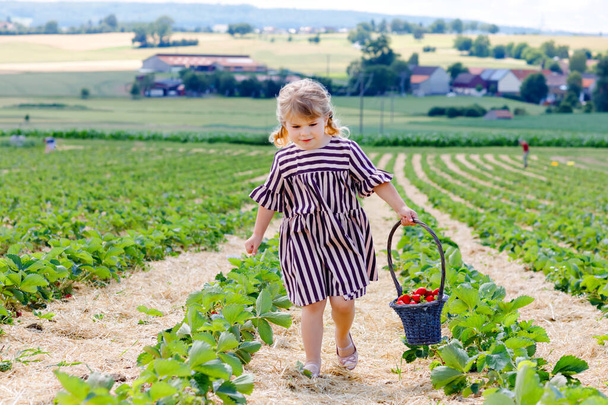 Bonne petite fille tout-petit cueillette et manger des fraises sur la ferme de baies biologiques en été, par une chaude journée ensoleillée. Un enfant qui s'amuse à aider. Enfant sur un champ de fraisiers, baies rouges mûres. - Photo, image