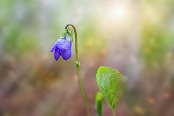 A single fragile flower of a forest violet in the sun. Close-up. Back Natural Gradient Sunshine Texture - Photo, Image