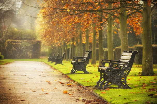 Penkit syksyllä puistossa
 - Valokuva, kuva