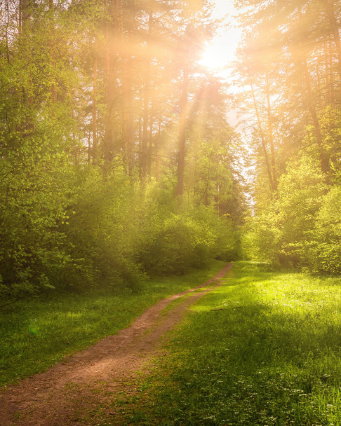 Солнечные лучи, протекающие через сосны и освещающие молодые зеленые листья на кустах в сосновом лесу весной. - Фото, изображение