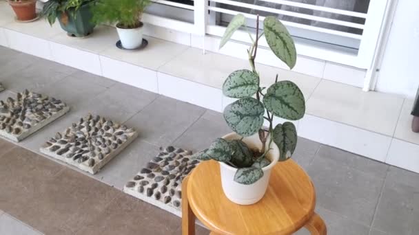 vihreä lehtipuinen scindapsus pictus houseplant - Materiaali, video