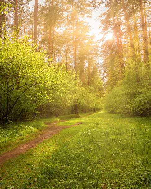 Zonnestralen die in het voorjaar door de pijnbomen stromen en het jonge groene gebladerte op de struiken in het dennenbos verlichten. - Foto, afbeelding
