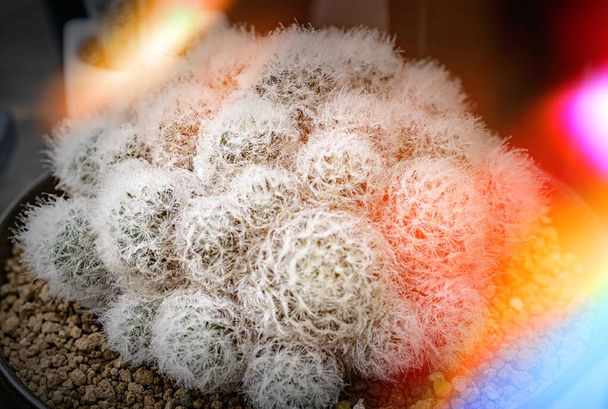 Sok kis kaktusz különböző formákban és különböző színekben nő edényekben - Fotó, kép