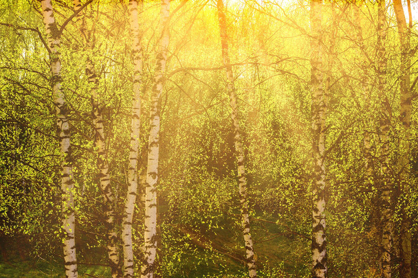 Zonsopkomst of zonsondergang in een lenteberkenbos met jong groen blad en gras. Zonnestralen die door de berkenbomen breken. - Foto, afbeelding